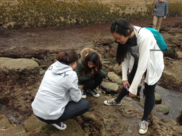 tidepooling with la jolla high students (1)