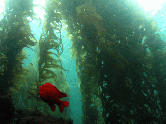 3_kelp_garibaldi-fish_anacapa-island_dana-roeber-murray2-1