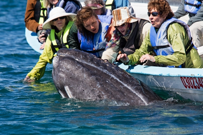 Tourists watching Grey Whale (Eschrichtius robustus), San Ignacio Lagoon, El Vizcaino Biosphere Reserve, Baja California, Mexico, February
