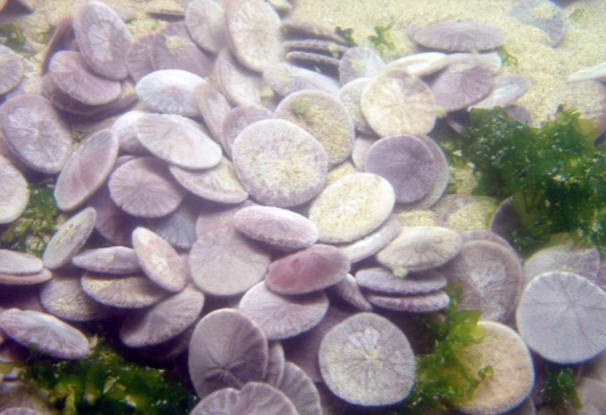Sand dollars prized by beachcombers as skeletons were masters of their  environment when alive – The Virginian-Pilot